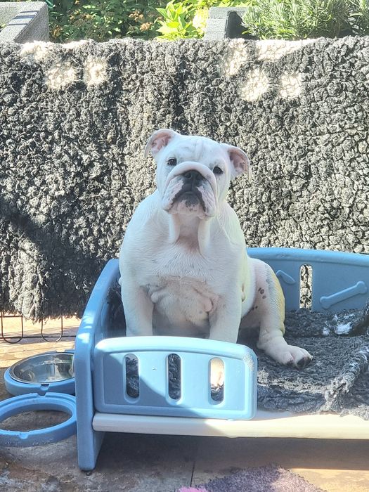 Buldog angielski  pies ZKwP  FCI