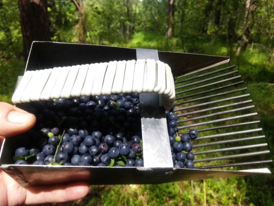 Гребінка/комбайн/зберунець для збору чорниці