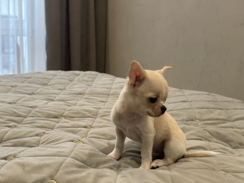 Цуценя хлопчик чихуахуа