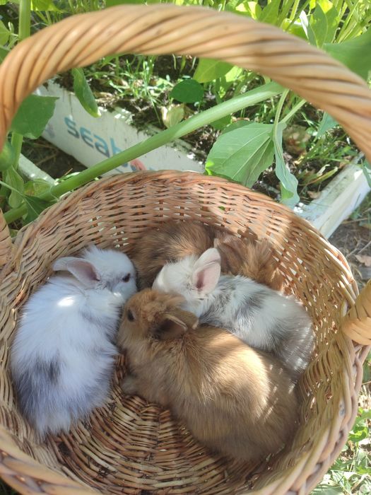 кролик карликовий  міні чорний отер маленький й  короткошерстний