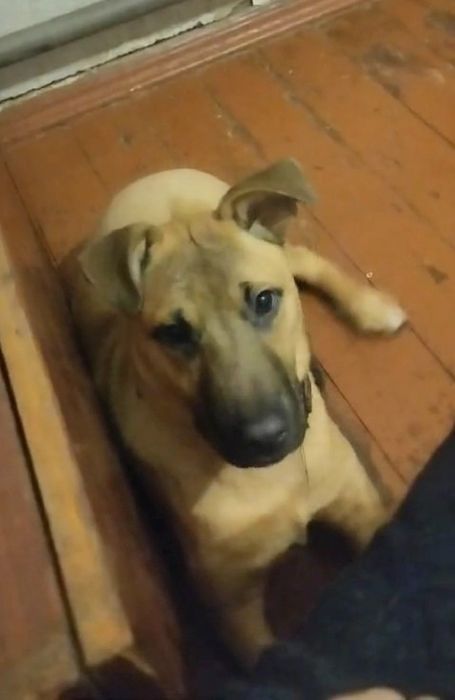 Золотистий гарний 7міс хлопець