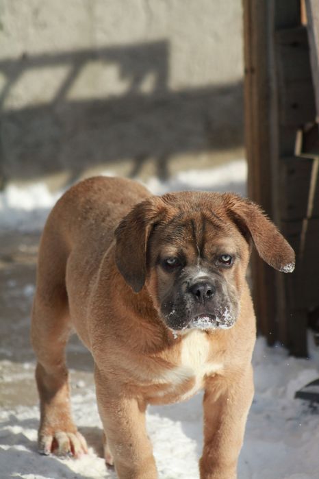 Супер широкая мощная девочка Норс Американ мастиф.  НАМ