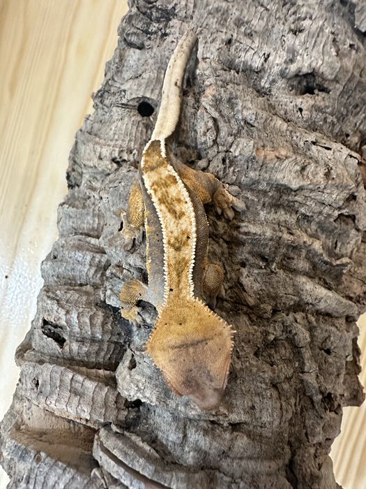 Gekon Orzęsiony PROMOCJA!