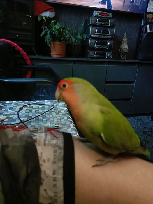 Sprzedam papuge nierozłączke