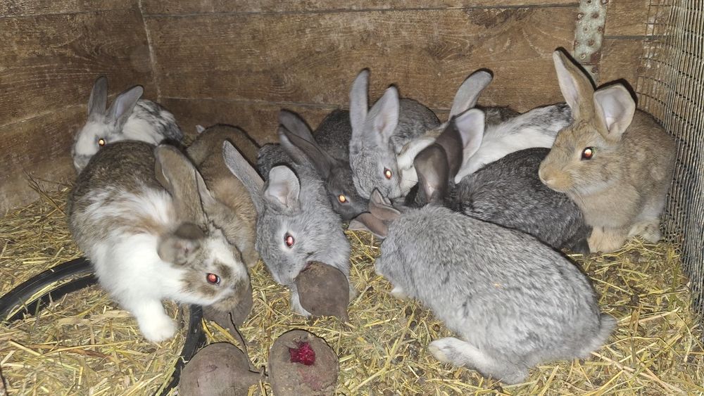 Кролики 1.5- 2 місяці