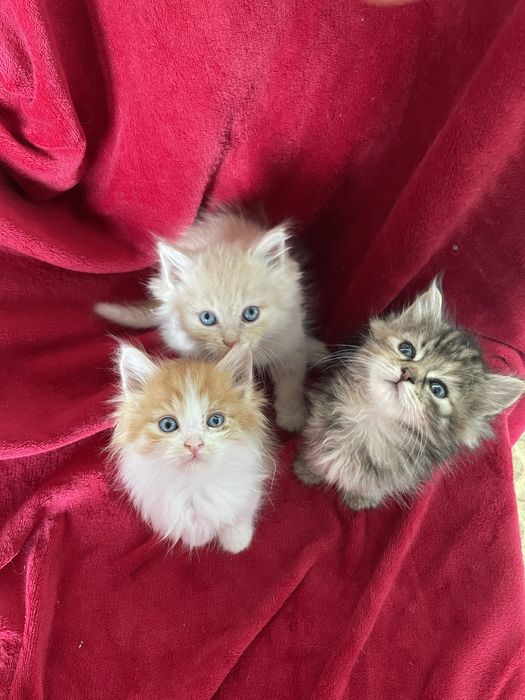 Кішка Ася, Кошенята