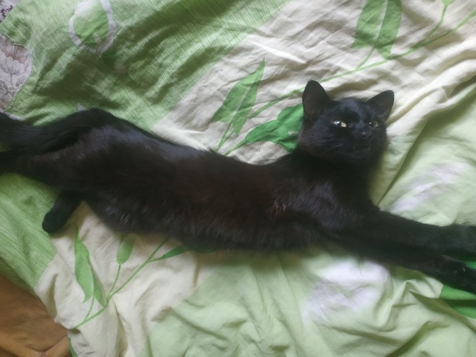 Кошенята бескоштовно