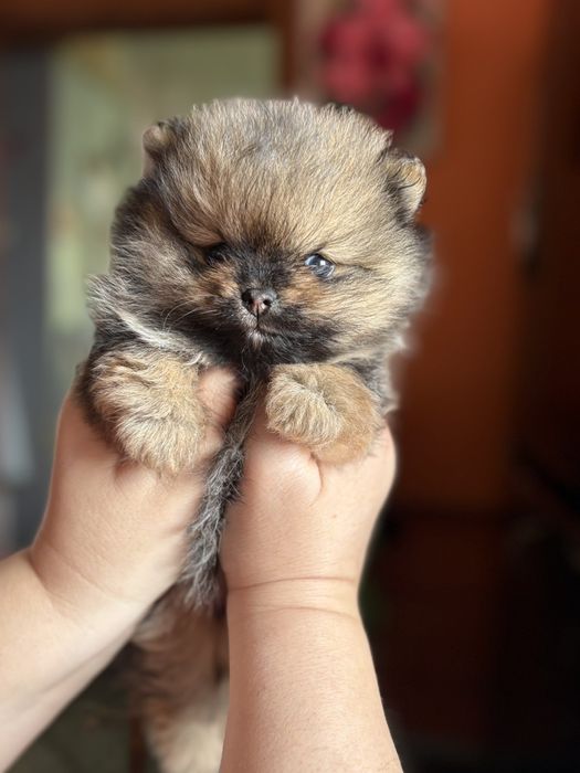 Дівчинка померанський шпіц