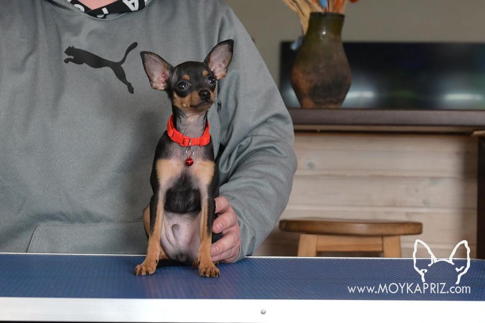 Тойчик мальчик ждёт семью.