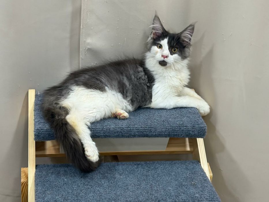 Macho  Maine Coon com pedigree