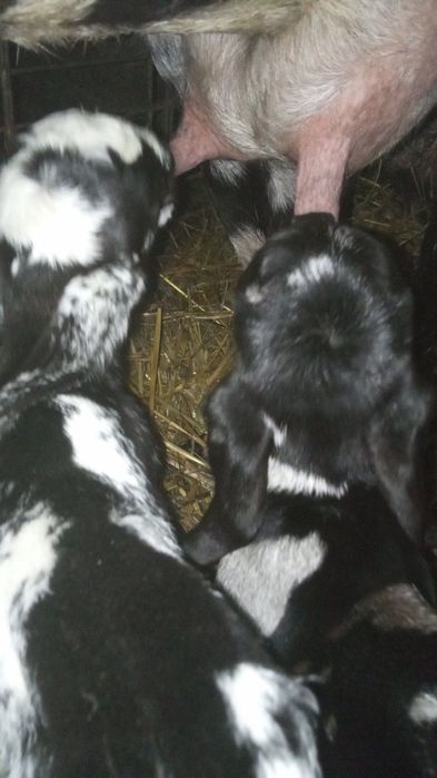 Англонубійські породисті козочки, козенята, кози