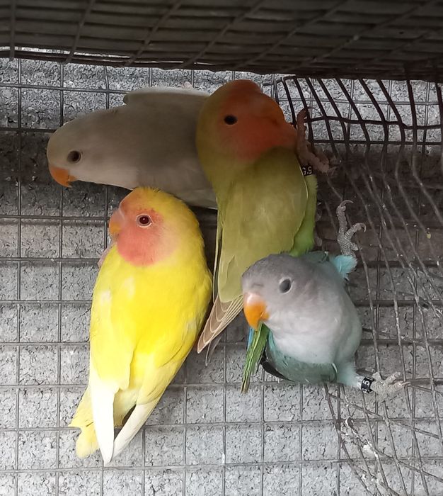 Agapornis roseicollis