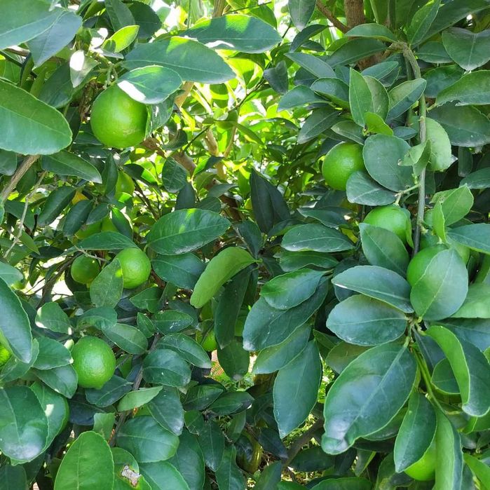 Limas biológicas
