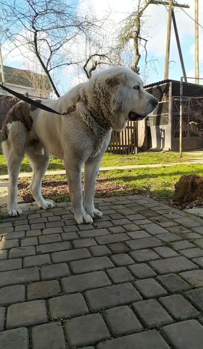 Алабай САО кобель на в'язку