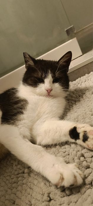 Kotka Minia szuka domu