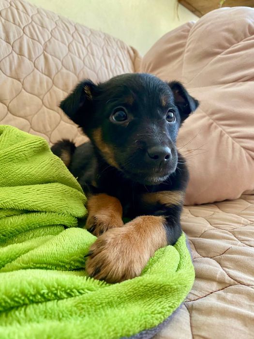 песика у добрі руки хлопчик Міша безкоштовно