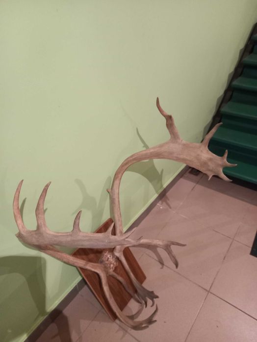 Роги північного оленя