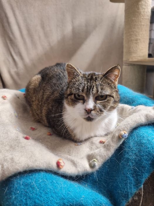 Oddam za datmo kotke