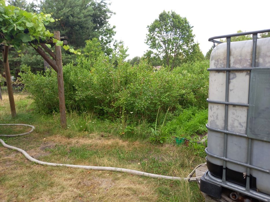 Borówka amerykańska Eko .Cena 1 kg 20 . zł