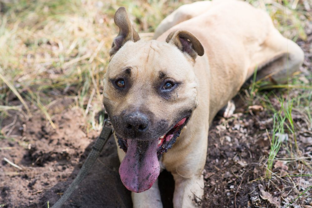 Пітбуль шукає дім