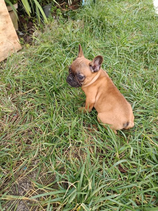 Bulldog francês menina/ menino