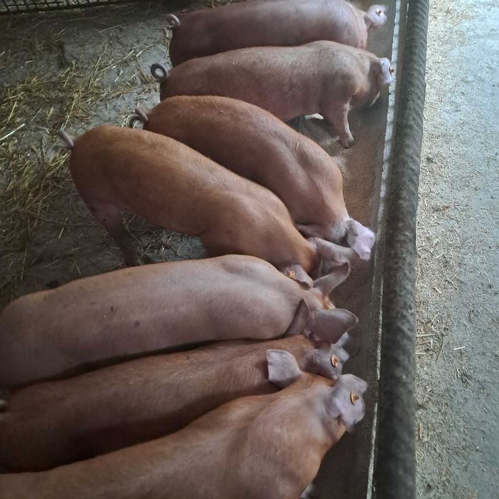 Sprzedam prosiaki warchlaki