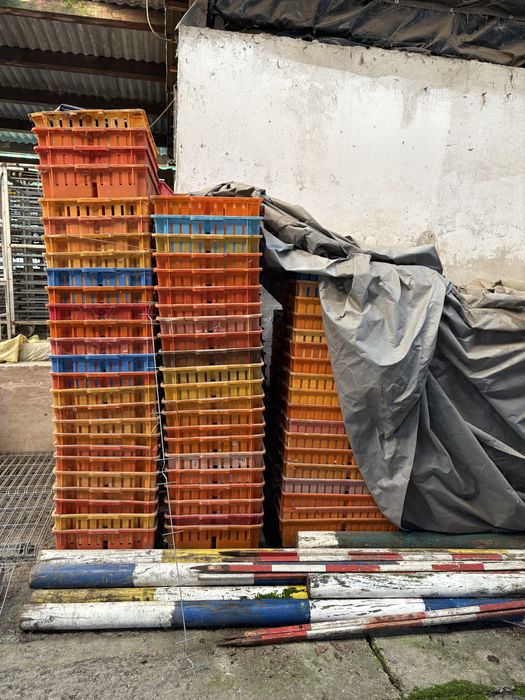 Skrzynie skrzynki do transportu drobiu , piskląt , pisklęta , wylengar