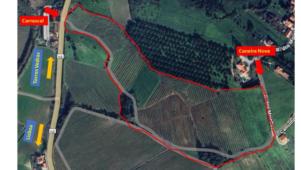 Terreno com árvores fruto