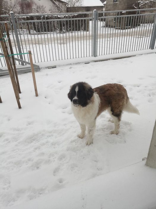 Pies Moskiewski Stróżujący nie Bernard