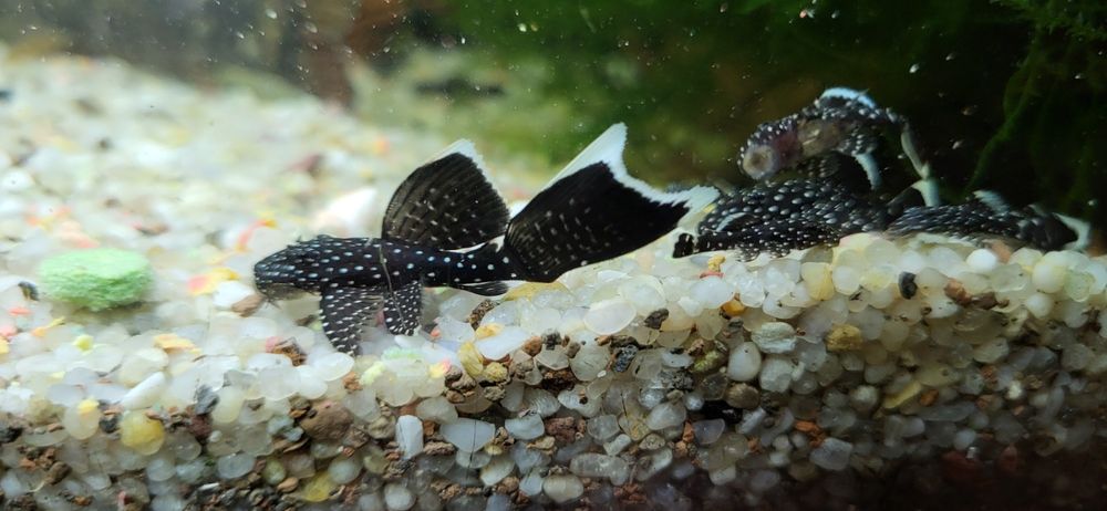 Вуалеві зірчасті соміки