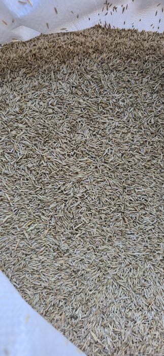 Trawa Trawnikowa, Trawnik, sprawdzona i pewna, wysylka