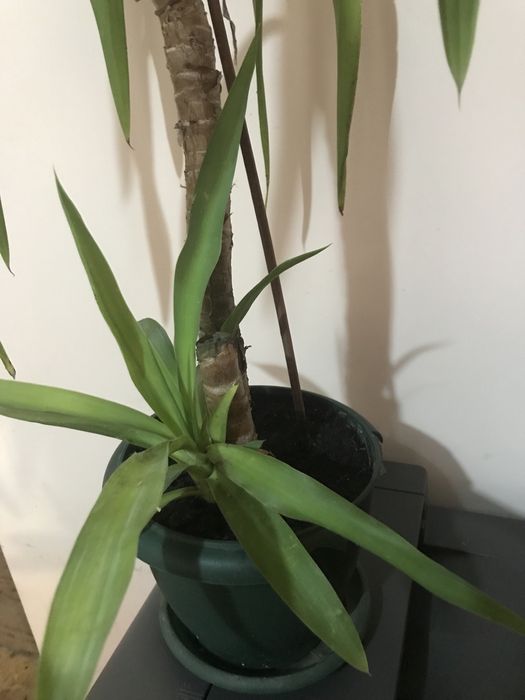 Юкка кімнатна