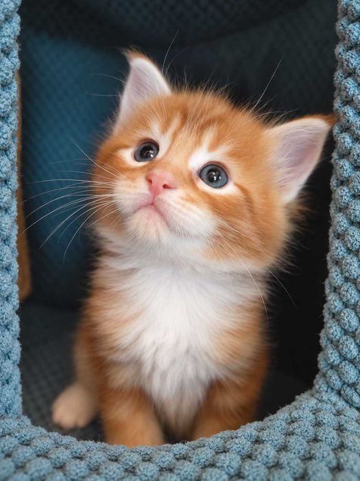 Кошенята Мейн Кун
