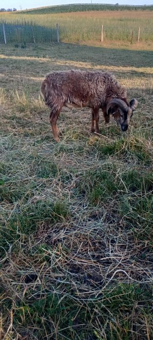 Baran Kameruński 1.5 roku