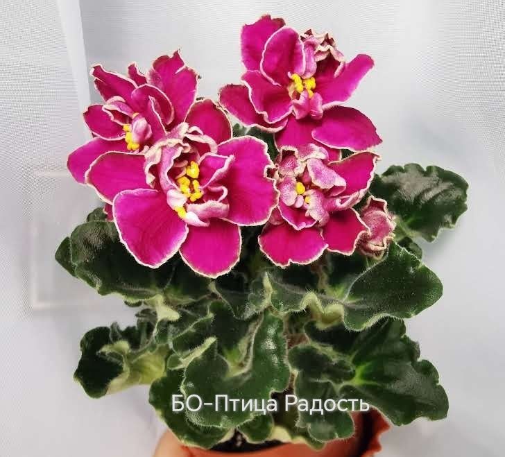 Продам дітки фіалок. Ціни від 40 грн.