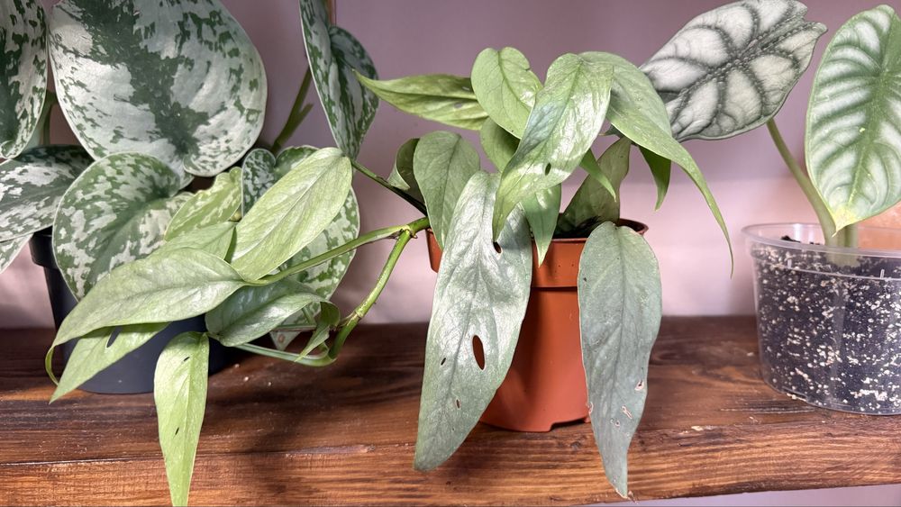 Епіпремнум Себі Блу Піннатум