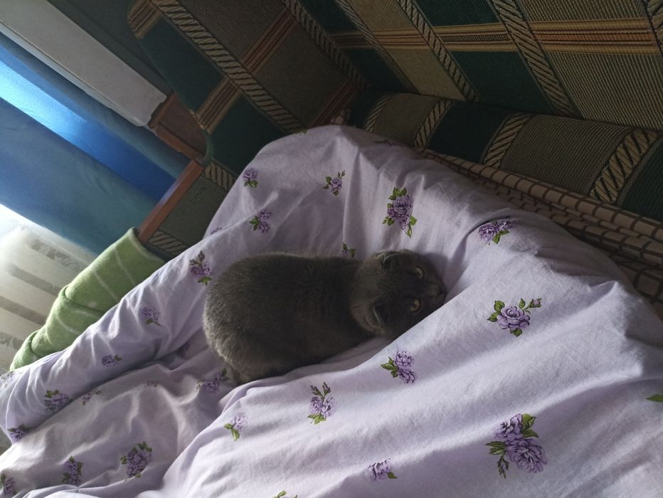 Отдам кошку (Самовывоз)