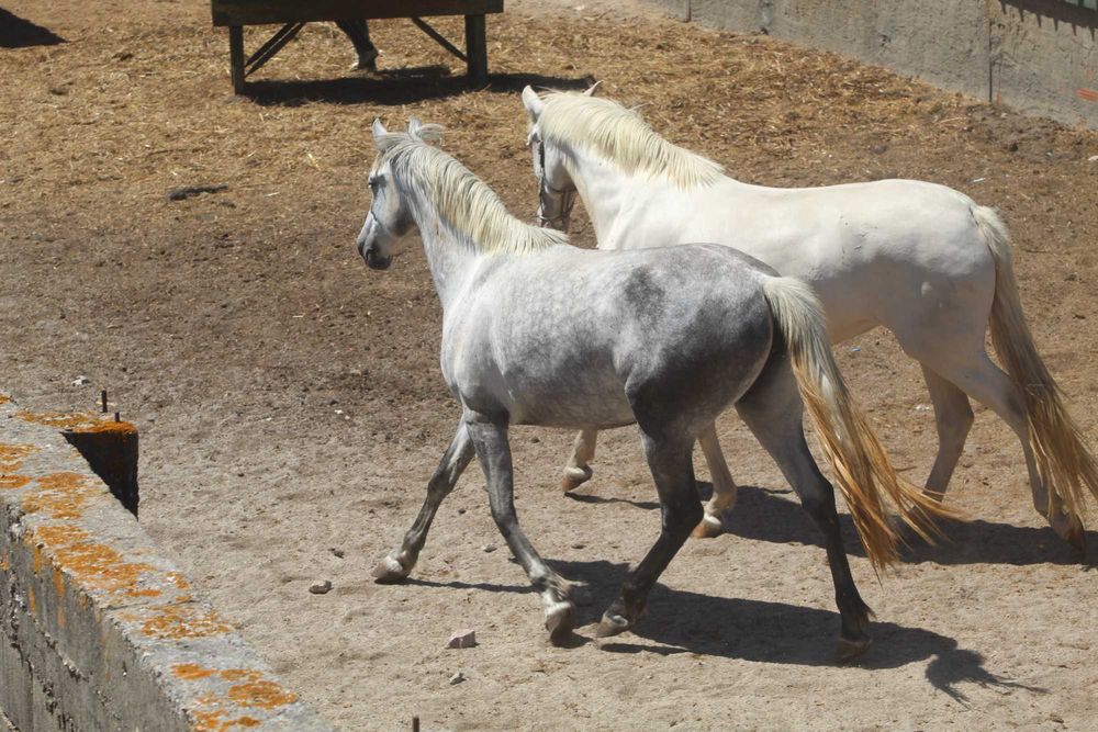 Eguas Lusitanas Puras