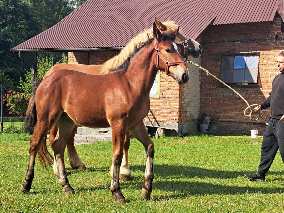 Sprzedam klaczke