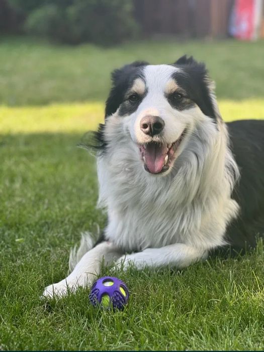Border collie || szczeniaki — pies || Kosair Spirit