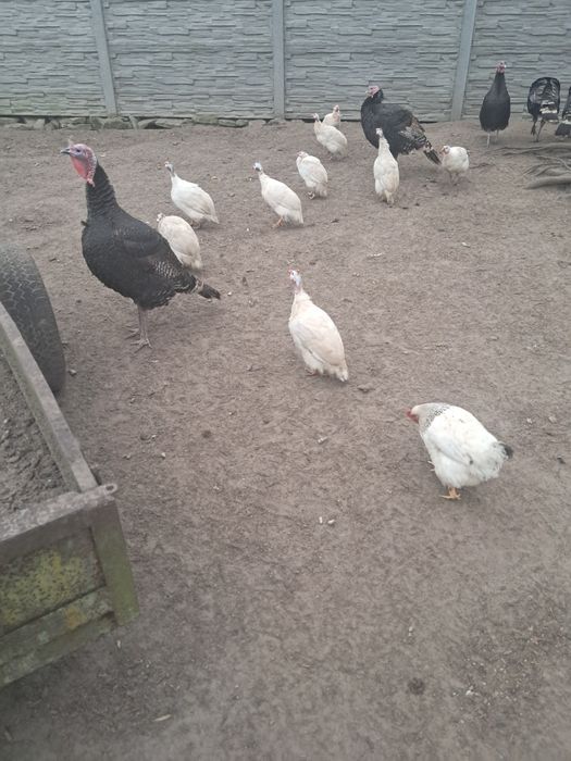 Sprzedam Indory,perliczki,kaczory