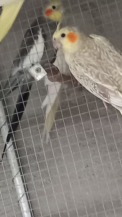 Vendo várias caturras