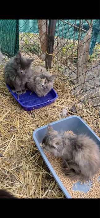 Кошенята породи Мейнкун