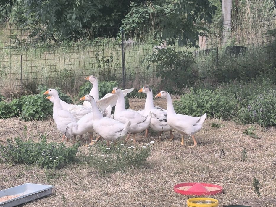 Gęś gęsi garbonosej białe  landes