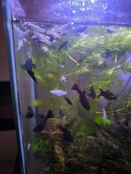 Molinezje białe i czarne