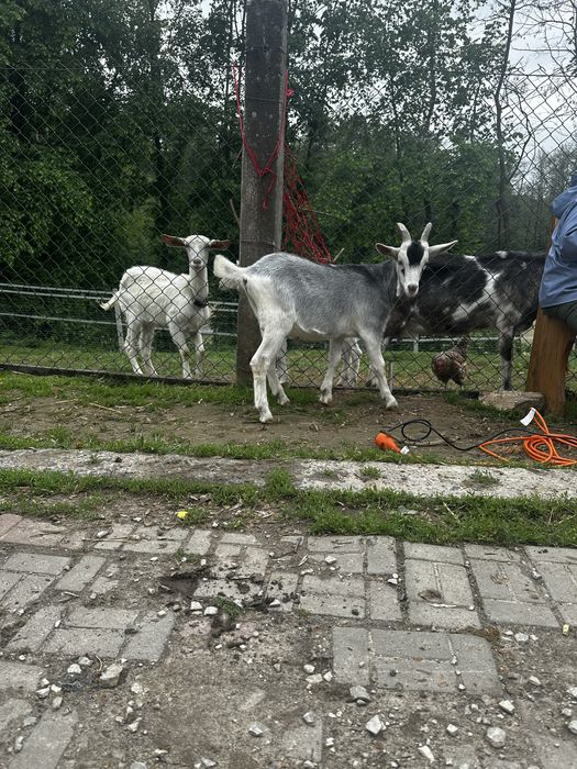 Sprzedam młodego postawnego koziołka po mlecznej mamie.