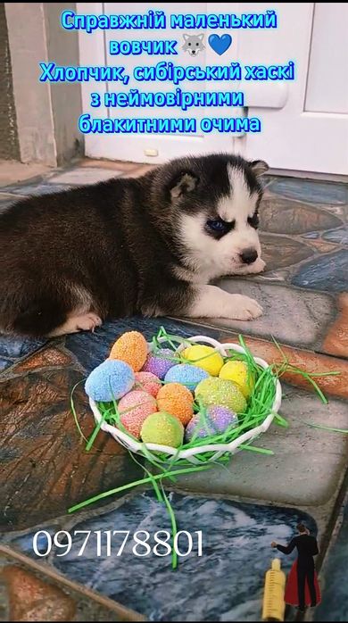 Хлопчик та дівчатка сибірські хаски, блакитні очі
