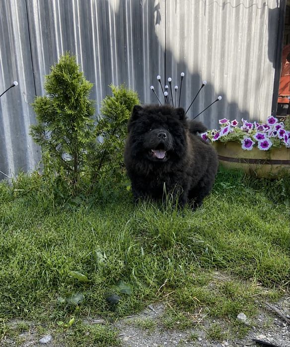 Piesek chow chow!