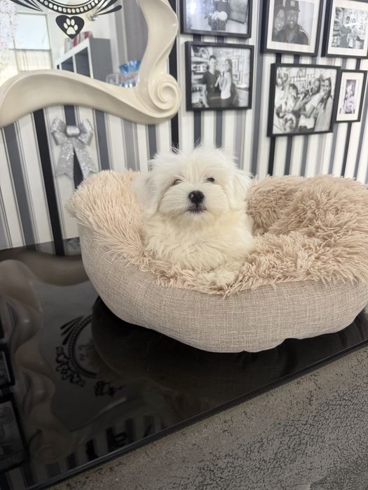 Bichon maltes femea fantastica