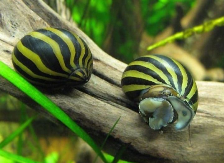 Ślimak Zebra MASSON